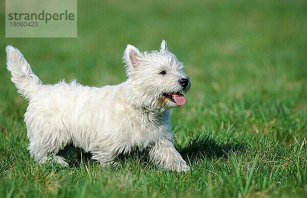 West Highland White Terrier (Saeugetiere) (mammals) (animals) (Haushund) (domestic dog) (Haustier) (Heimtier) (pet) (außen) (outdoor) (Querformat) (horizontal) (seitlich) (side) (Wiese) (meadow) (weiß) (adult) (Bewegung) (motion) (gehen) (walking) (hecheln) (panting)