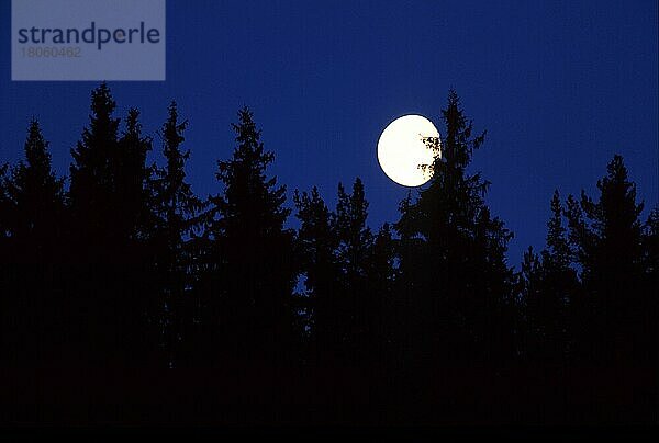 Mond über Nadelwald  Örebrolaen (Silhouette) (Stimmung) (mood) (Europa) (Landschaften) (landscapes) (Querformat) (horizontal) (Nacht) (night)  Orebrolan  Schweden  Europa