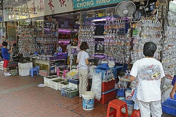 Abgepackte Aquarienfische  typisches Aquariengeschäft in Kowloon  Hongkong  China  Asien