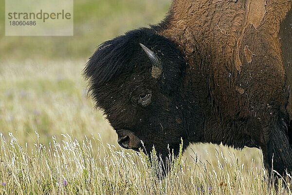 Amerikanischer Bison (Bison bison)  Amerikanischer Büffel Nahaufnahme Porträt des Bullen im Sommerfell