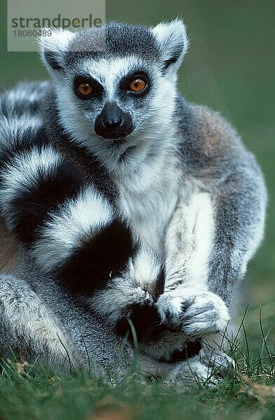 Ringelschwanzlemur (Lemur catta)