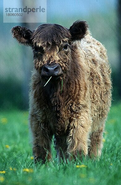 Junges Rind  Galloway X Charollais (Säugetiere) (Säugetiere) (Huftiere) (Haustier) (Nutztier) (Paarhufer) (Klauentiere) (Rinder) (außen) (draußen) (frontal) (von vorne) (Wiese) (fressen) (stehen) (Ernährung) (Nahrung) (Fütterung) (Jungtier) (vertikal) (Kalb) (Kälbchen) (Kalb) Kälbchen