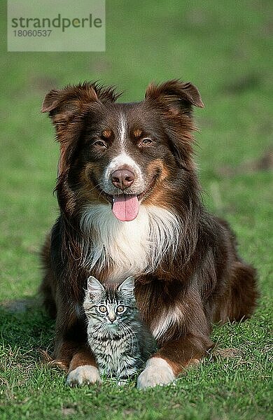 Australian Shepherd und Norwegische Waldkatze  Kätzchen