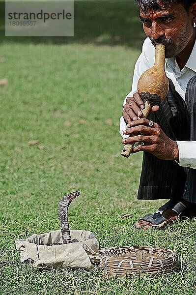 Schlangenbeschwörer mit Indischer Kobra  Neu-Delhi  Indische Kobra  Brillenschlange  Südasiatische (Naja naja) Kobra  Neu-Dehli  New Dehli  New Delhi  Schlangenbeschwörer  Indien  Asien