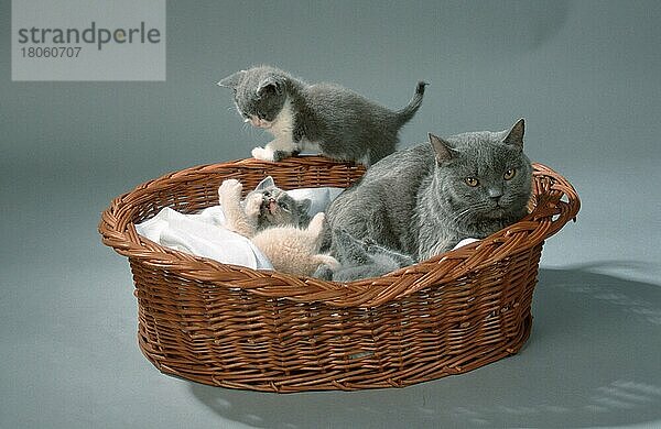 British Shorthair Cat with kittens  6 weeks  Britische Kurzhaarkatze mit Kätzchen  6 Wochen  innen  Studio  Katzenkorb  cat's basket