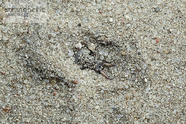 Ameisenlöwe im Sand (Myrmeleon)  Larve  Schleswig-Holstein  Deutschland  Europa