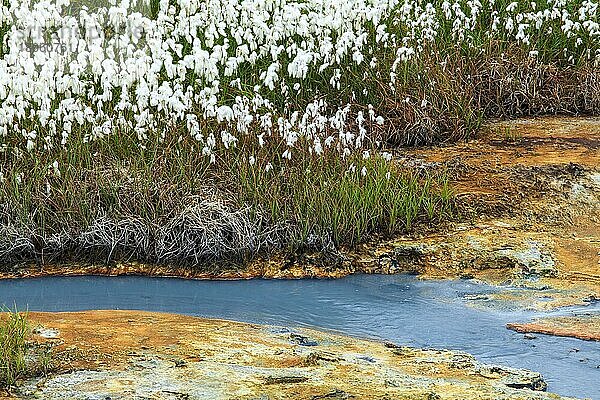 Wollgras (Eriophorum) im Geothermalgebiet  mineralische Ablagerungen  Schutzgebiet Reykjanesfolkvangur  Island  Europa