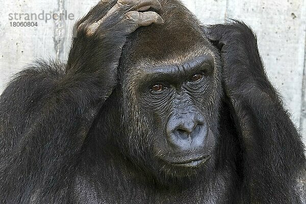 Westlicher Flachlandgorilla (Gorilla gorilla gorilla)  Weibchen  captive