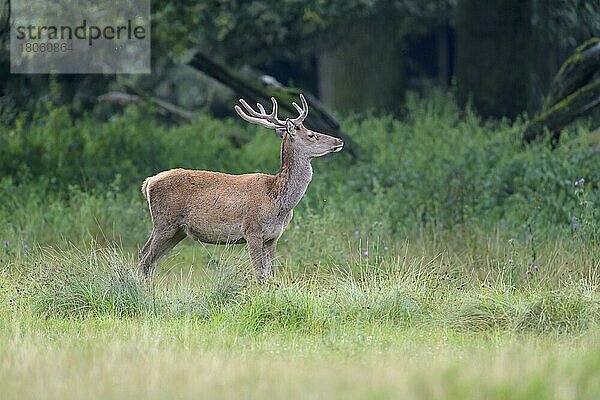 Rothirsch (Cervus elaphus)  auf Wiese