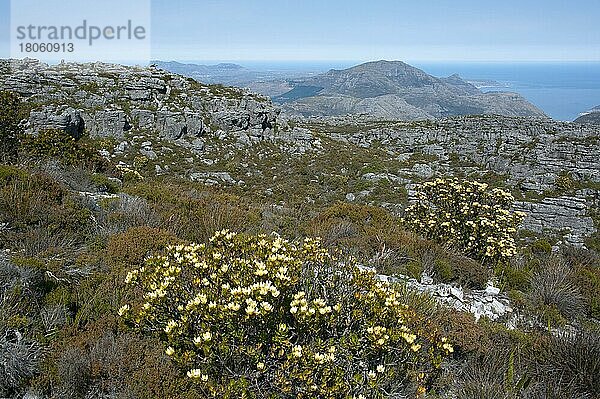 Gewürzkegelbusch  Tafelberg  Kapstadt  Westkap  Südafrika (Leucadendron tinctum)