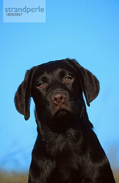 Labrador Retriever  puppy  4 month old  brown  Labrador-Retriever  Welpe  4 Monate alt  braun (animals) (Säugetiere) (mammals) (Haushund) (domestic dog) (Haustier) (Heimtier) (pet) (außen) (outdoor) (frontal) (head-on) (von vorne) (Porträt) (portrait) (aufmerksam) (alert) (sitzen) (sitting) (Jungtier) (young)