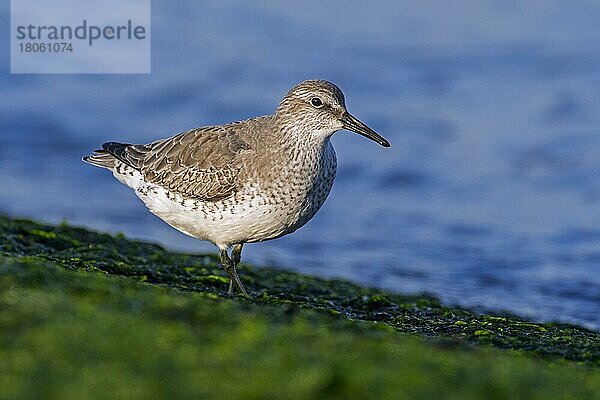 Roter Knutt (Calidris canutus) im Wintergefieder bei der Nahrungssuche auf einem mit Seegras bewachsenen Wellenbrecher an der Nordseeküste