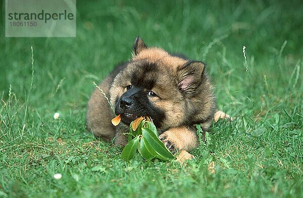 Eurasier  puppy  9 weeks old  gnawing on leaves  Welpe  9 Wochen alt  kaut auf Blättern (Saeugetiere) (mammals) (animals) (Haustier) (Heimtier) (pet) (Haushund) (domestic dog) (nagen) (außen) (outdoor) (frontal) (head-on) (von vorne) (Wiese) (meadow) (liegen) (lying) (Humor) (humour) (Jungtier) (young) (Querformat) (horizontal)