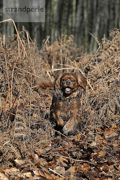 Kavalier King Charles Spaniel  Hündin  Rubin  erwachsen