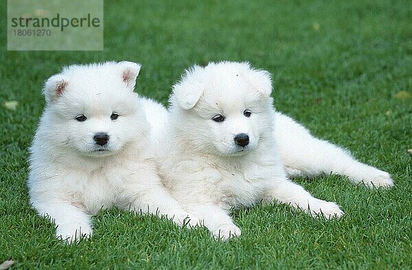 Samoyed puppies  6 weeks old  Samojeden  Welpen  6 Wochen alt (animals) (Säugetiere) (mammals) (Haushund) (domestic dog) (Haustier) (Heimtier) (pet) (außen) (outdoor) (frontal) (head-on) (von vorne) (Wiese) (meadow) (weiß) (white) (liegen) (lying) (Jungtier) (young) (puppy) (Paar) (pair) (zwei) (two) (Querformat) (horizontal) Schlittenhund  Schlittenhunde