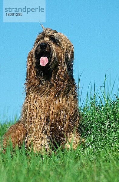 Briard  Berger de Brie (animals) (Säugetiere) (mammals) (Haushund) (domestic dog) (Haustier) (Heimtier) (pet) (adult) (außen) (outdoor) (frontal) (head-on) (von vorne) (Wiese) (meadow) (langhaarig) (long-haired) (freundlich) (friendly) (hecheln) (panting) (sitzen) (sitting) (vertical)