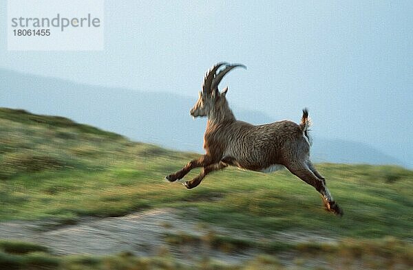 Alpensteinbock (Carpa ibex)  Berner Oberland () (alps) (Europa) (Gebirge) (Berge) (Säugetiere) (Huftiere) (Paarhufer) (Wildziegen) (außen) (draußen) (seitlich) (Seite) (Wiese) (erwachsen) (Bewegung) (laufen) (rennen) (springen) (Querformat) (horizontal)  männlich  Niederhorn  Schweiz  Europa