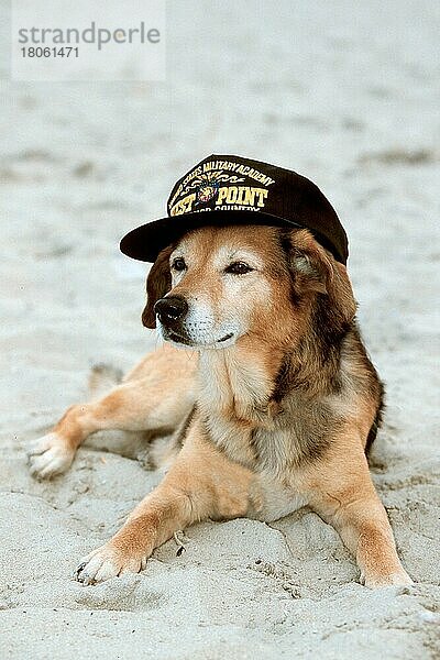 Mixed Breed Dog with cap  Mischlingshund mit Kappe  Mütze