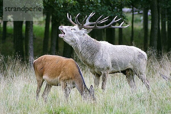 Red Deer  white male with female  Weißer Rothirsch (Cervus elaphus) männlich  mit Weibchen