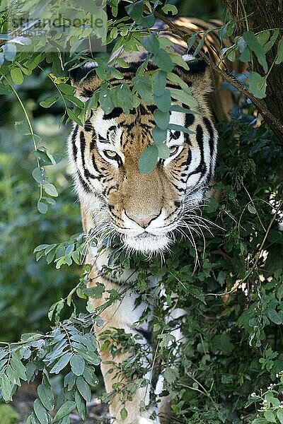 Sibirischer Tiger (Panthera tigris altaica)  Amurtiger  captive