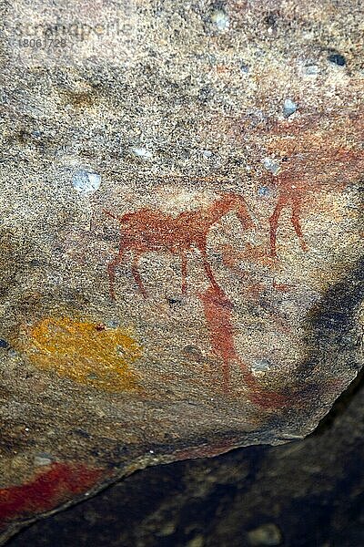 Alte Felszeichnungen der San  Ureinwohner Südafrikas  Sevilla Rock Art Trail  Cederberge nahe Clanwilliam und Wuppertal  Westkap  West Kap  Südafrika