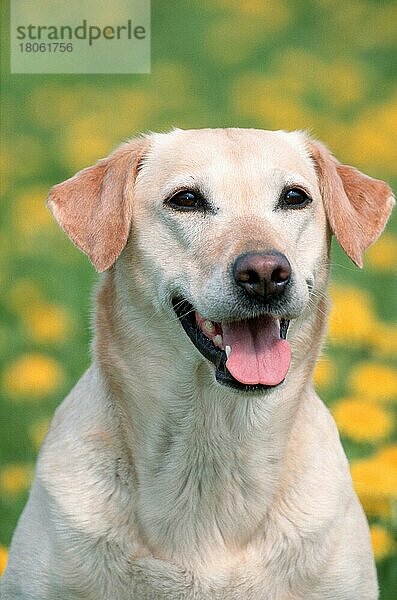 Labrador-Retriever (Saeugetiere) (mammals) (animals) (Haushund) (domestic dog) (Haustier) (Heimtier) (pet) (außen) (outdoor) (frontal) (head-on) (von vorne) (Porträt) (portrait) (freundlich) (friendly) (hecheln) (panting) (sitzen) (sitting) (adult)
