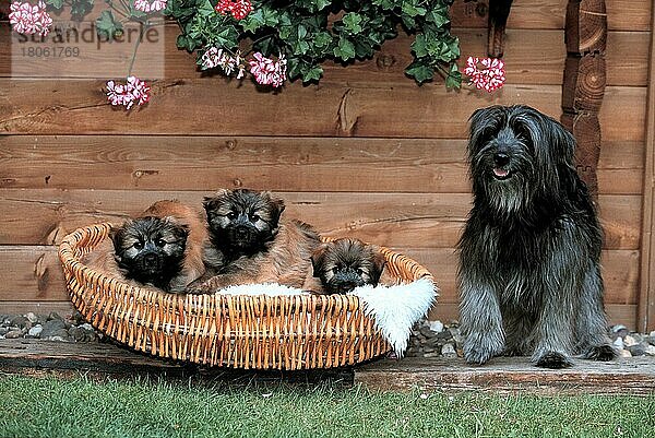 Pyrenäenschäferhund  Hündin mit Welpen  Berger des Pyrenees  Pyrenäenschaeferhunde (Pyrenäenschäferhund) (Tiere) (außen) (outdoor) (frontal) (head-on) (von vorne) (sitzen) (sitting) (hecheln) (panting) (erwachsen) (Familie) (family) (Mutter & Kind) (mother & baby) (Querformat) (horizontal) (Säugetiere) (mammal) (Haushund) (domestic dog) (Haustier) (pet) (Jungtier) (young) (puppy) (Gruppe) (group) (vier) (four) (weiblich) (female) (Hündin) (female) Pyrenäen-Schäferhund  Pyrenäen-Schäferhund