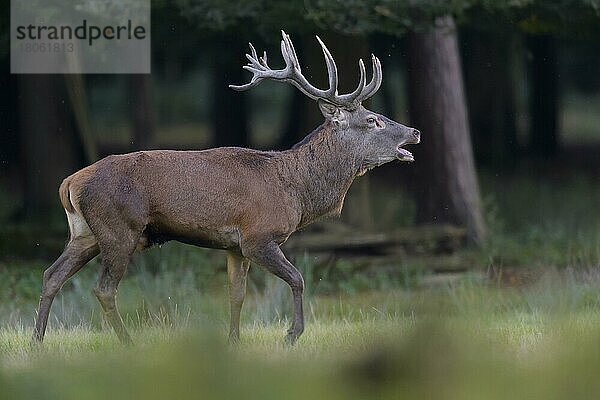 Rothirsch (Cervus elaphus)  männliches Brüllen in der Brunftzeit