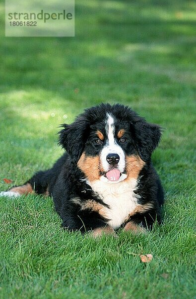 Bernese Mountain Dog  puppy  12 weeks old  Berner Sennenhund  Welpe  12 Wochen alt (Saeugetiere) (mammals) (animals) (Haushund) (domestic dog) (Haustier) (Heimtier) (pet) (außen) (outdoor) (Jungtier) (young) (frontal) (head-on) (von vorne) (Wiese) (meadow) (liegen) (lying)