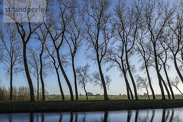 Silhouetten von schiefen Pappelbäumen am Rande des Kanals Damse Vaart im Winter in der Nähe von Damme  Westflandern  Belgien  Europa