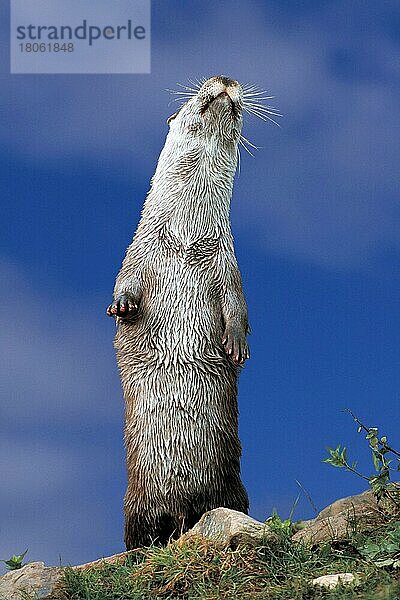 European Otter  Europäischer Fischotter (Lutra lutra) (animals) (außen) (outdoor) (frontal) (head-on) (von vorne) (Europa) (aufrecht stehen) (standing erect) (adult) (Säugetiere) (mammals) (Raubtiere) (beasts of prey) (Marderartige) (europäischer)