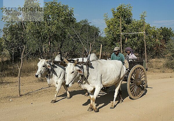 Ochsenkarren auf unbefestigter Straße in Bagan  Burma  Myanmar  Asien