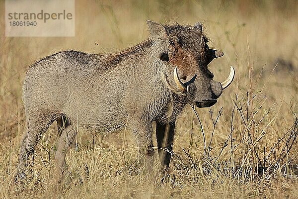 Warzenschwein (Phacochoerus africanus)  Eber  Chobe River  Botswana  Afrika