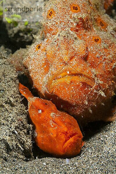 Paar orangene Rundflecken-Anglerfische (Antennarius pictus)  Ambon  Molukken  Indonesien  Asien