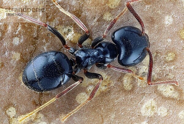 Rossameise (Camponotus) auf Stein in Draufsicht