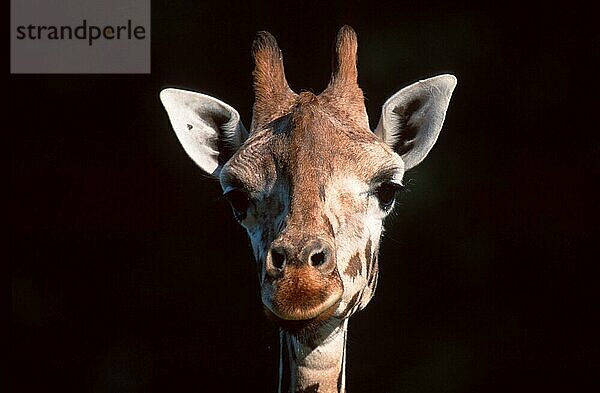 Giraffe (Giraffa camelopardalis) (Afrika) (Säugetiere) (mammals) (Huftiere) (Paarhufer) (cloven-hoofed animals) (frontal) (von vorne) (Kopf) (Porträt) (portrait) (freundlich) (aufmerksam) (alert) (adult) (Querformat) (horizontal)
