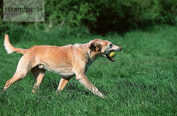 Mischlingshund mit Ball