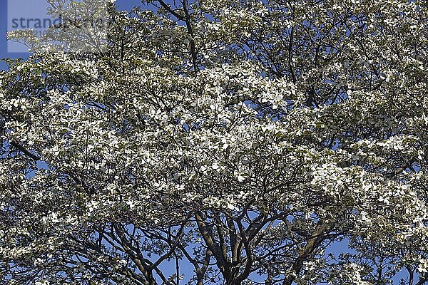 Blüten-Hartriegel (Cornus florida)  blühender Baum  weiße Form  Virginia  Vereinigte Staaten