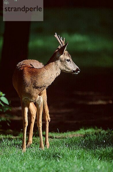 Reh (Capreolus capreolus)  männlich  Rehbock (Saeugetiere) (Säugetiere) (Hirsche) (mennlich) (Huftiere) (Paarhufer) (Klauentiere) (Europa) (außen) (draußen) (frontal) (von vorne) (Wiese) (erwachsen) (vertikal)