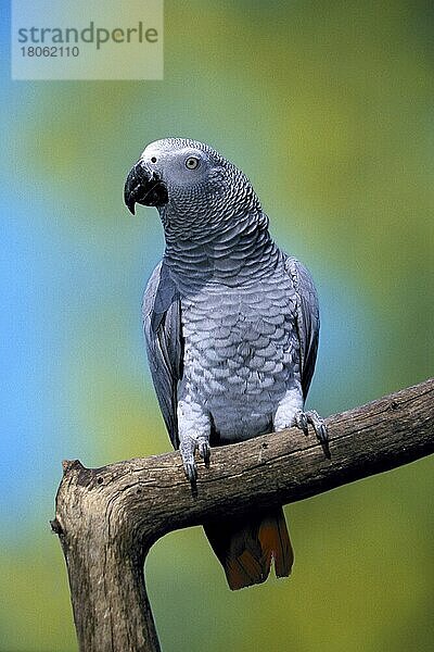 Grey Parrot  Kongo-Graupapagei (Psittacus erithacus erithacus) (Afrika) (Vogel) (Vögel) (birds) (Papageien) (parrots) (Tiere) (animals) (außen) (outdoor) (Ast) (frontal) (head-on) (von vorne) (adult) (aufmerksam) (alert)