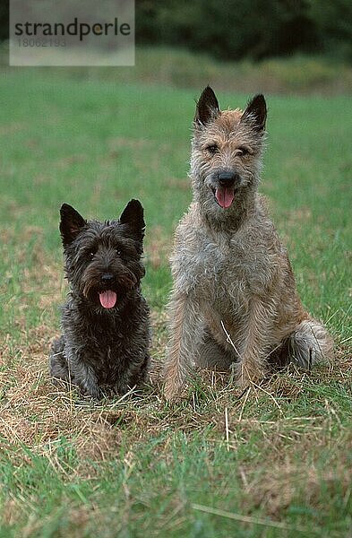 Belgischer Schäferhund und Mischlingshund  Laekenois