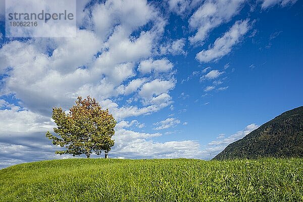 Eiche  Baum auf einem Hügel  Himmel  Wolken  Mauren  Rheintal  Liechtenstein  Europa