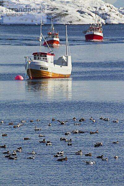 Ein Schwarm Eiderenten (Somateria mollissima) schwimmt auf dem Meer vor Fischerbooten im Winter  Lofoten  Norwegen  Europa