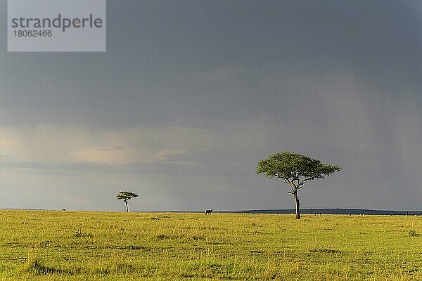 Typische Masai Mara Savanne mit Akazienbäumen  Masai Mara National Reserve  Kenia  Afrika