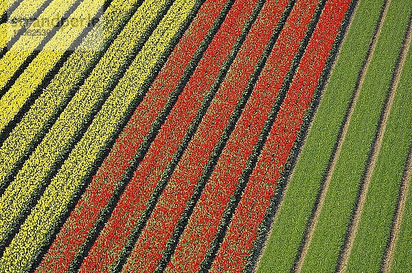Tulpenfelder (Tulipa) bei Lisse  Niederlande  Europa