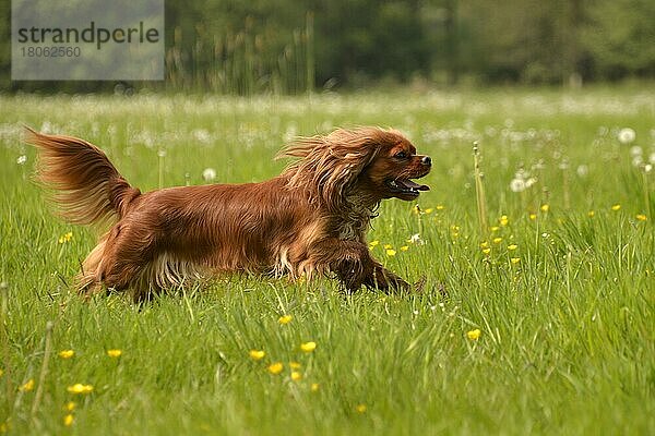 Kavalier King Charles Spaniel  Rubin  Hündin  erwachsen