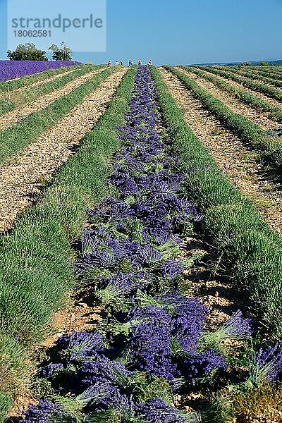 Lavendelfeld  Provence (Lavendula)  Lavendel  Frankreich  Europa
