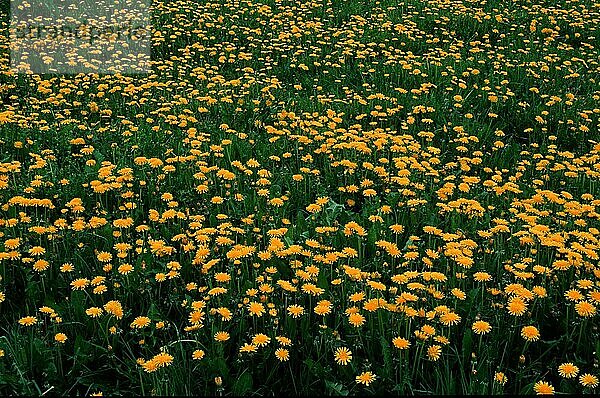 Löwenzahn (Taraxacum officinale)  Köpfchenblütler  Korbblütengewächse (Compositae)  Blumen  Wiese  gelb  Europa  Frühling  Frühjahr  Querformat  horizontal  Landschaften  Hintergrund  blühend  blühend  Deutschland  Europa