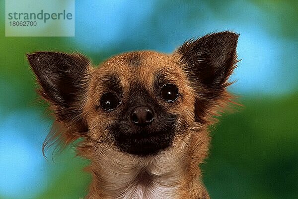 Chihuahua (animals) (Säugetiere) (mammals) (Haushund) (domestic dog) (Haustier) (Heimtier) (pet) (außen) (outdoor) (frontal) (head-on) (von vorne) (Kopf) (head) (Porträt) (portrait) (kurzhaarig) (short-haired) (lächeln) (smiling) (adult) (Humor) (humour) (Querformat) (horizontal)