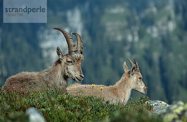 Alpensteinbock (Capra ibex) () () (alps) (Europa) (Gebirge) (mountains) (animals) (Säugetiere) (mammals) (Huftiere) (hoofed animals) (hufer) (cloven-hoofed animals) (Wildziegen) (wild goats) (außen) (outdoor) (seitlich) (adult) (liegen) (lie) (lying) (Entspannung) (relaxing) (ruhen) (resting) (couple) (zwei) (two) (Querformat) (horizontal) (männlich) (male) (weiblich) (female)  Paar  Schweiz  Europa